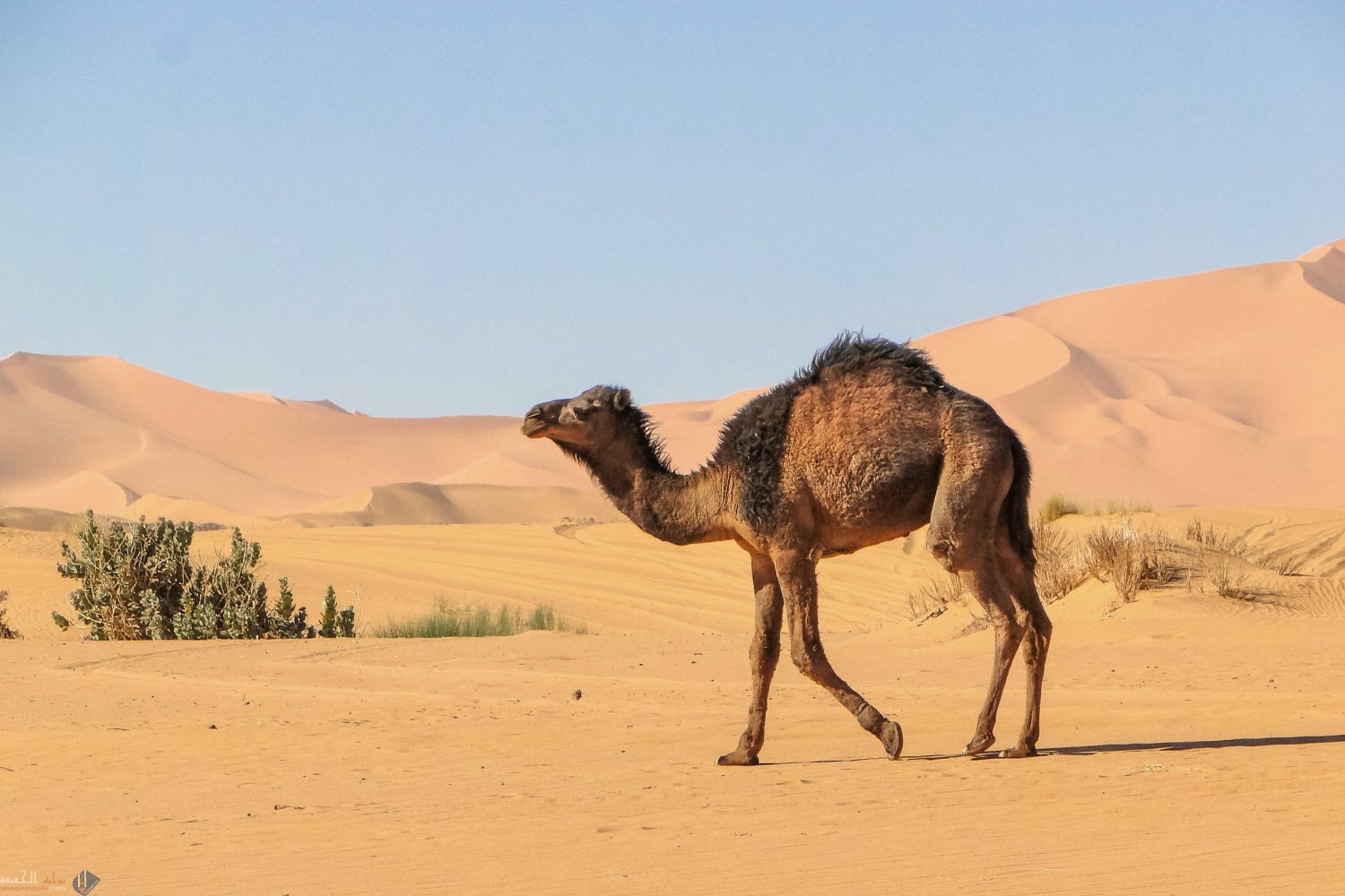 دخل حائط لرجل من الأنصار