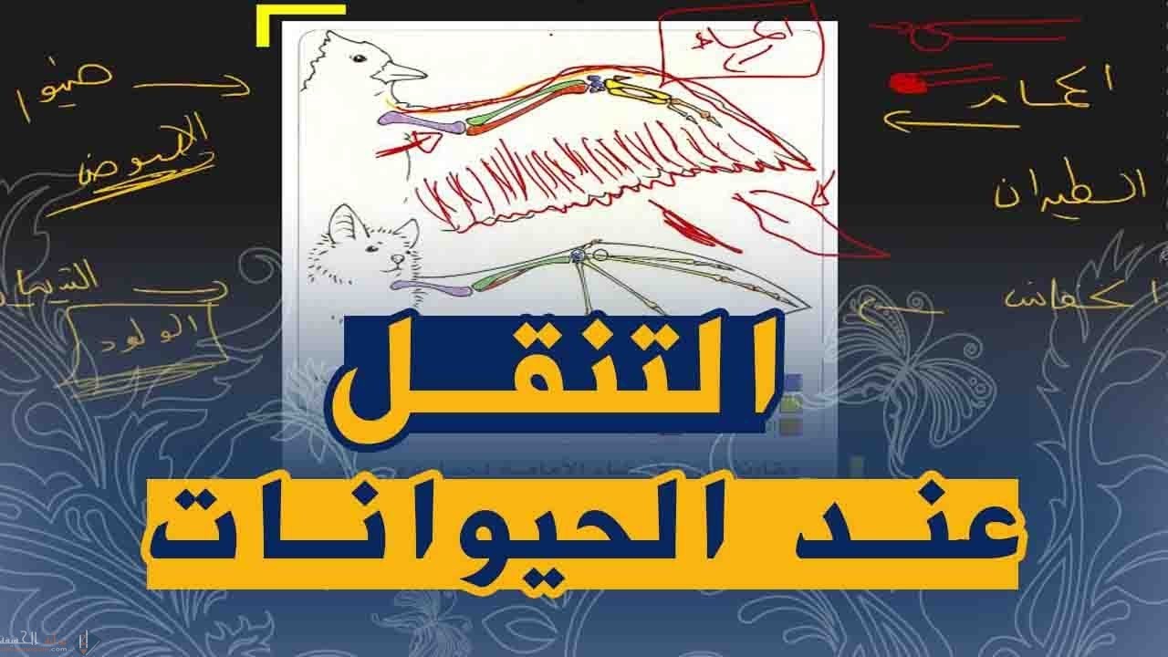 شرح درس التنقل عند الحيوانات