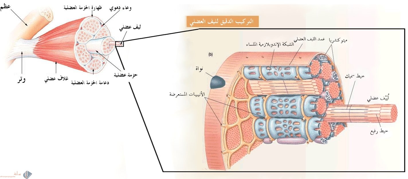 يحدث انقباض العضلة عندما تنزلق خيوط الأكتين بعضها بإتجاه بعض في حين أن