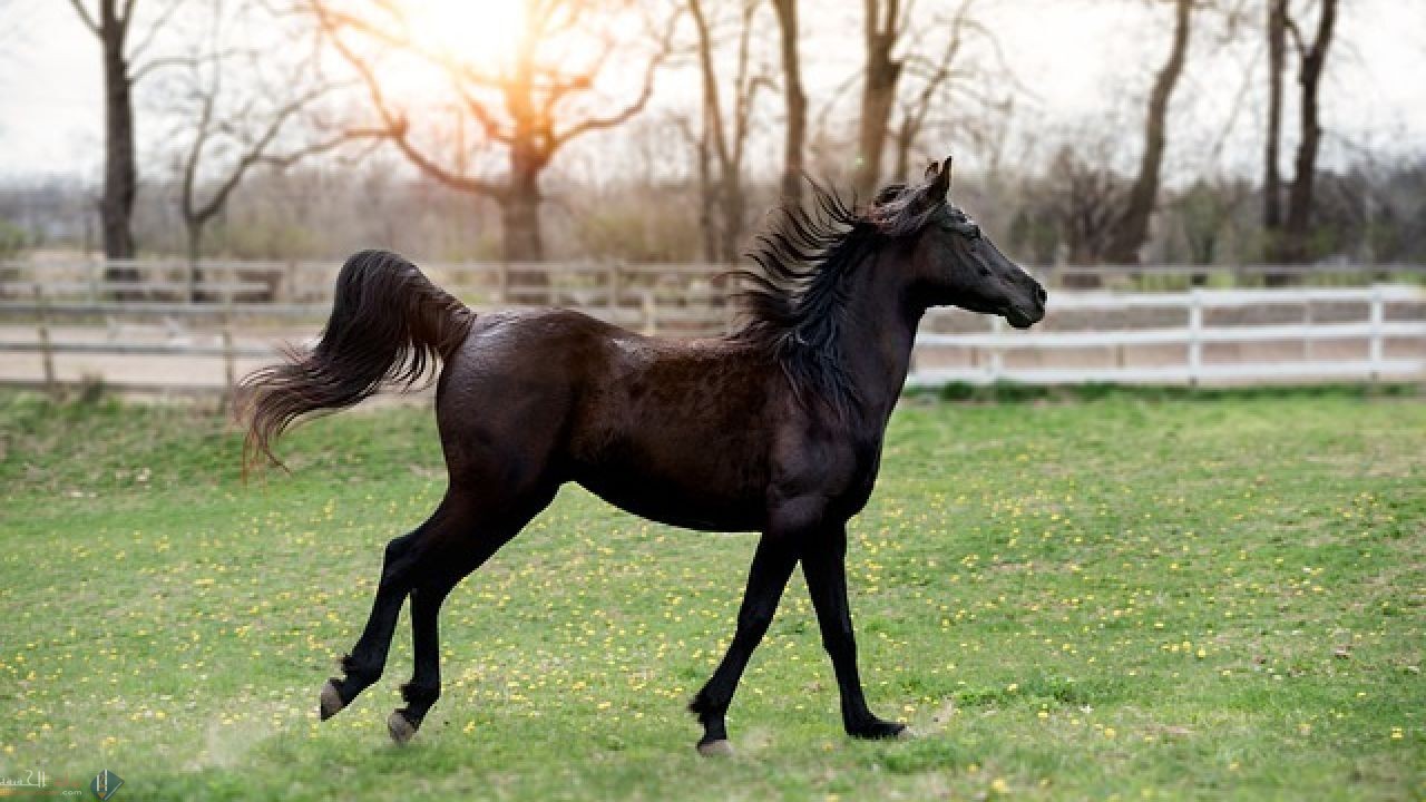 كم عظمة توجد في جسم الخيل