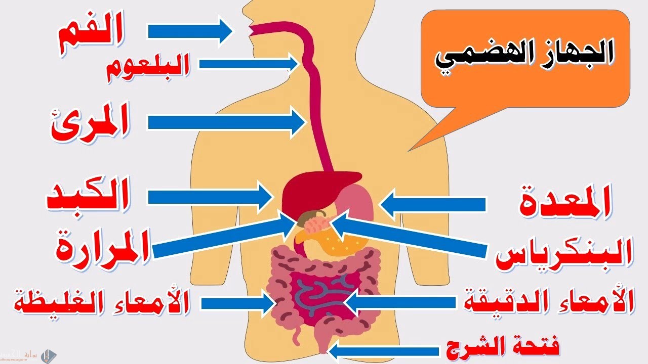 شرح الجهاز الهضمي