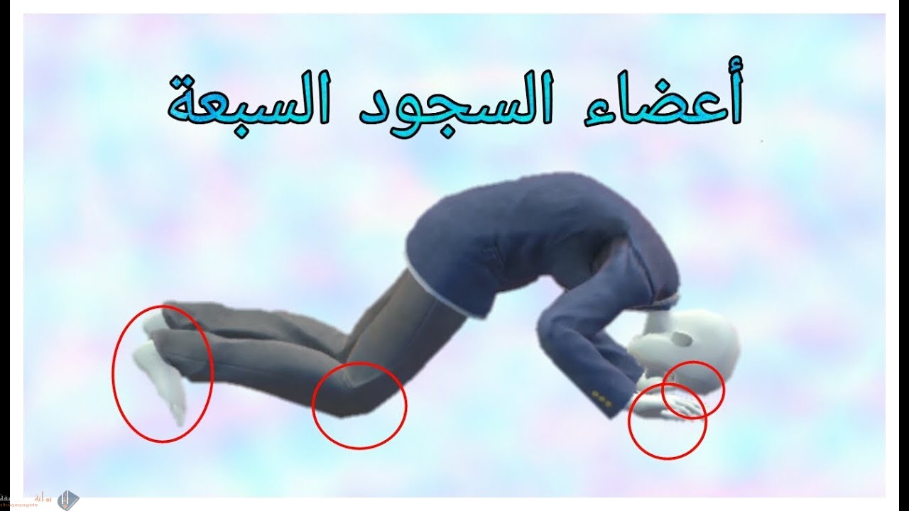 ما هي الأعضاء السبعة