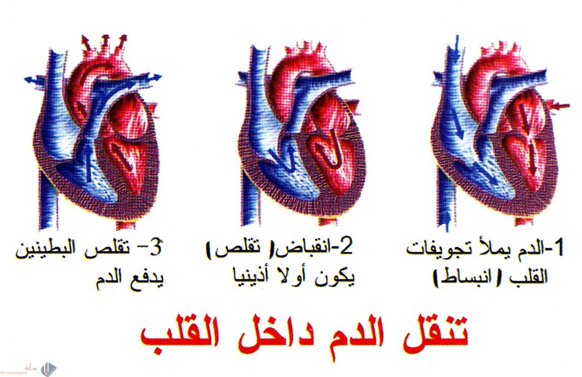 الدورة الجسمية يتحرك فيها الدم الفقير بالأكسجين إلى جميع الأعضاء ماعدا القلب والرئتين.
