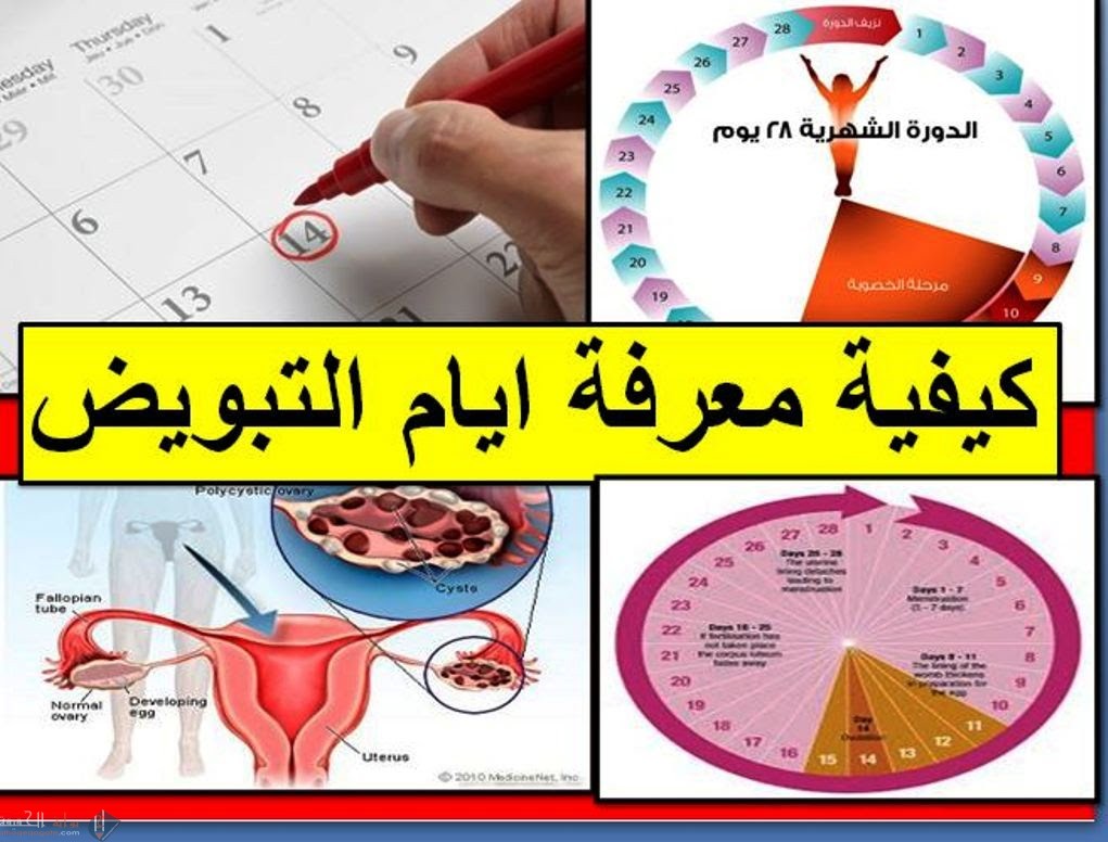 كيفية حساب ايام التبويض للحمل بولد