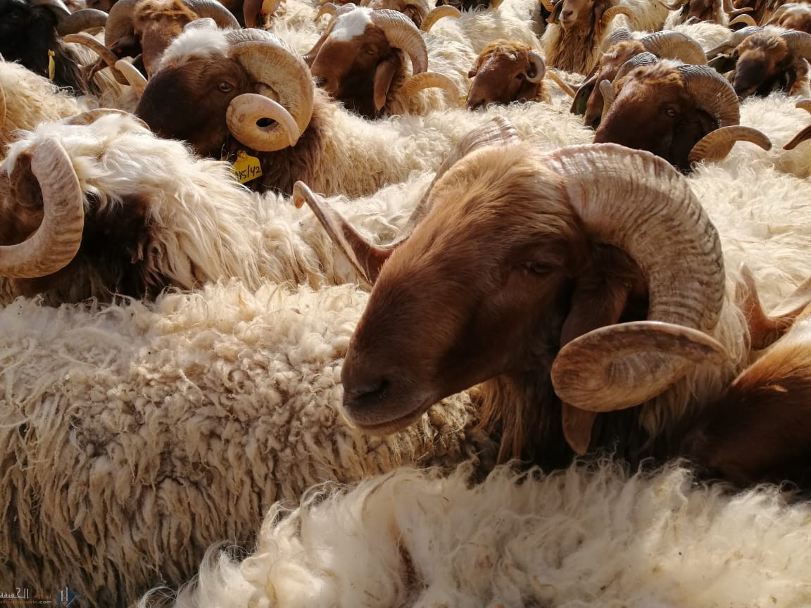 علل يجوز للمحرم ذبح الغنم والدجاج