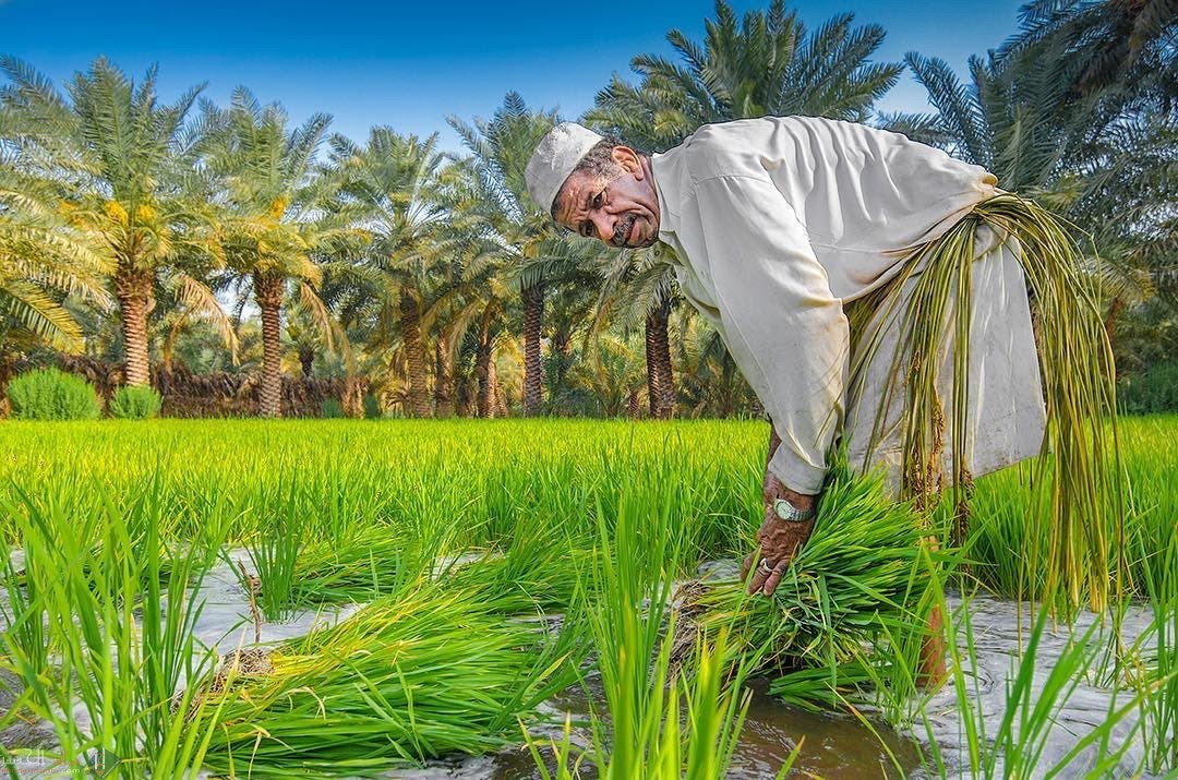 من اشهر المنتجات الزراعية السعودية