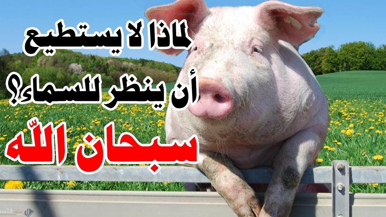 لماذا الخنزير لا ينظر للسماء