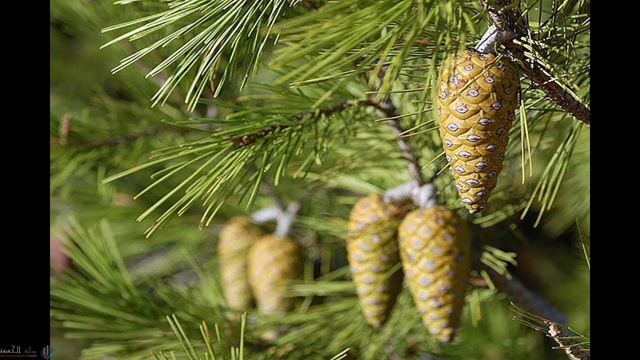 أي أقسام النباتات التالية من معراه البذور الذي يوجد منه ثلاثة أجناس فقط، ويستخرج منه أدوية مضادة للحساسية؟