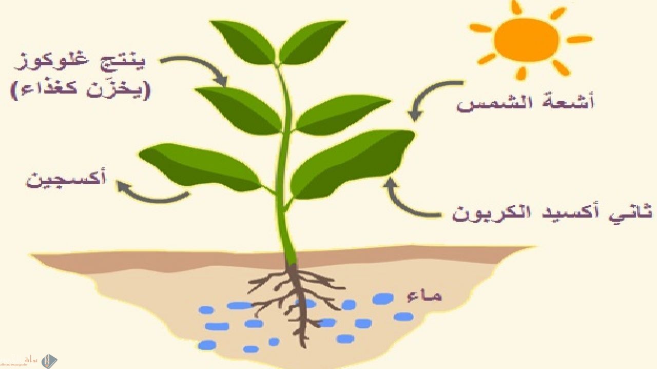 أي مما يلي يستخدم في عملية البناء الضوئي؟