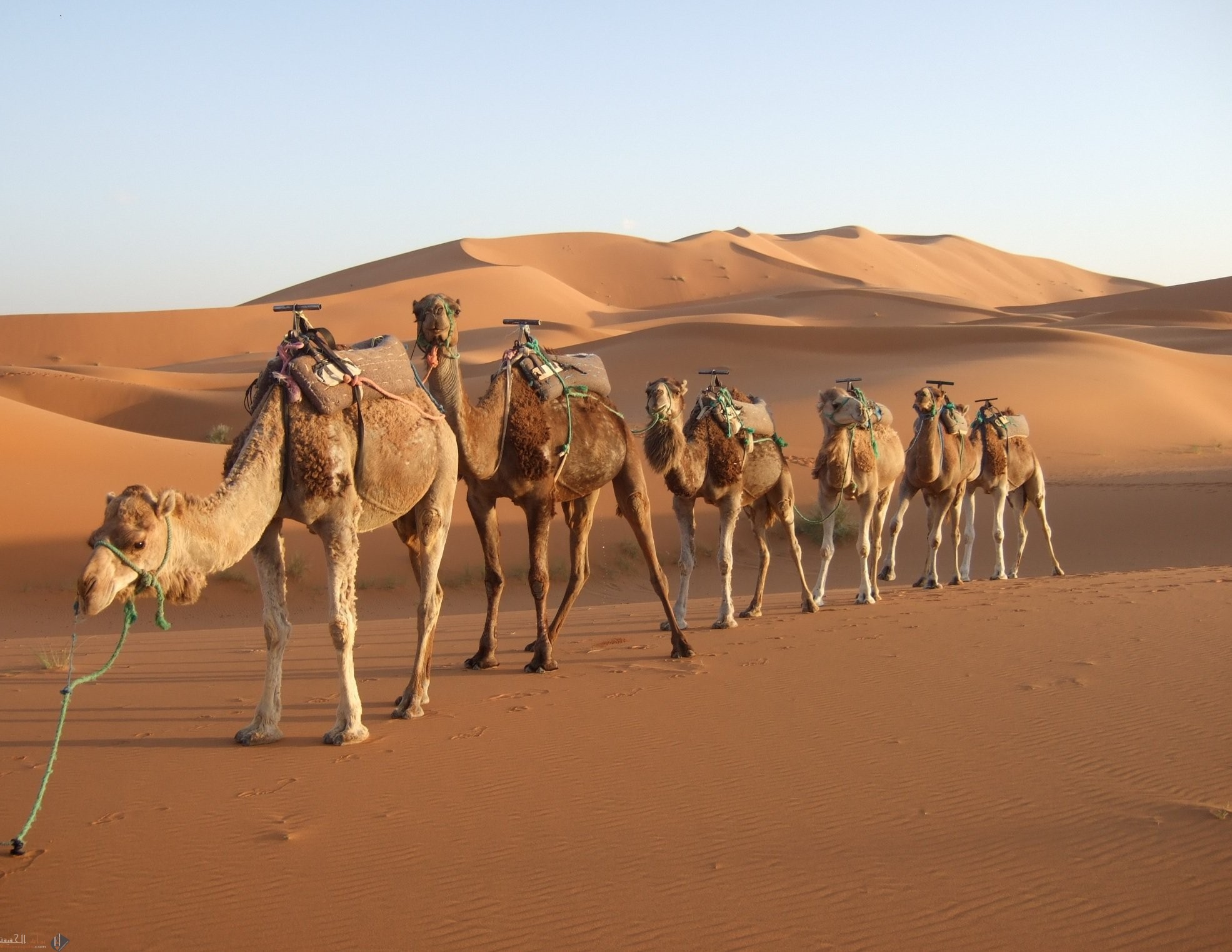 لماذا كان العرب يرسلون ابناءهم للرضاعة في البادية