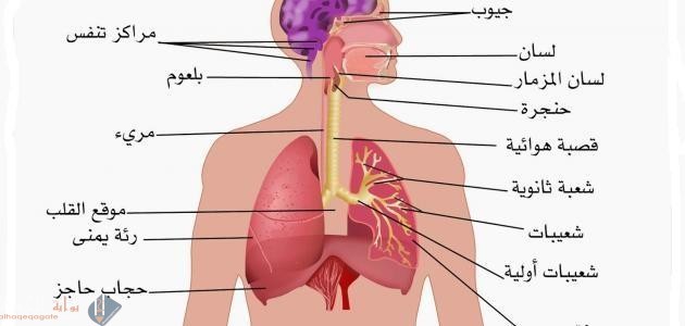 التنفس