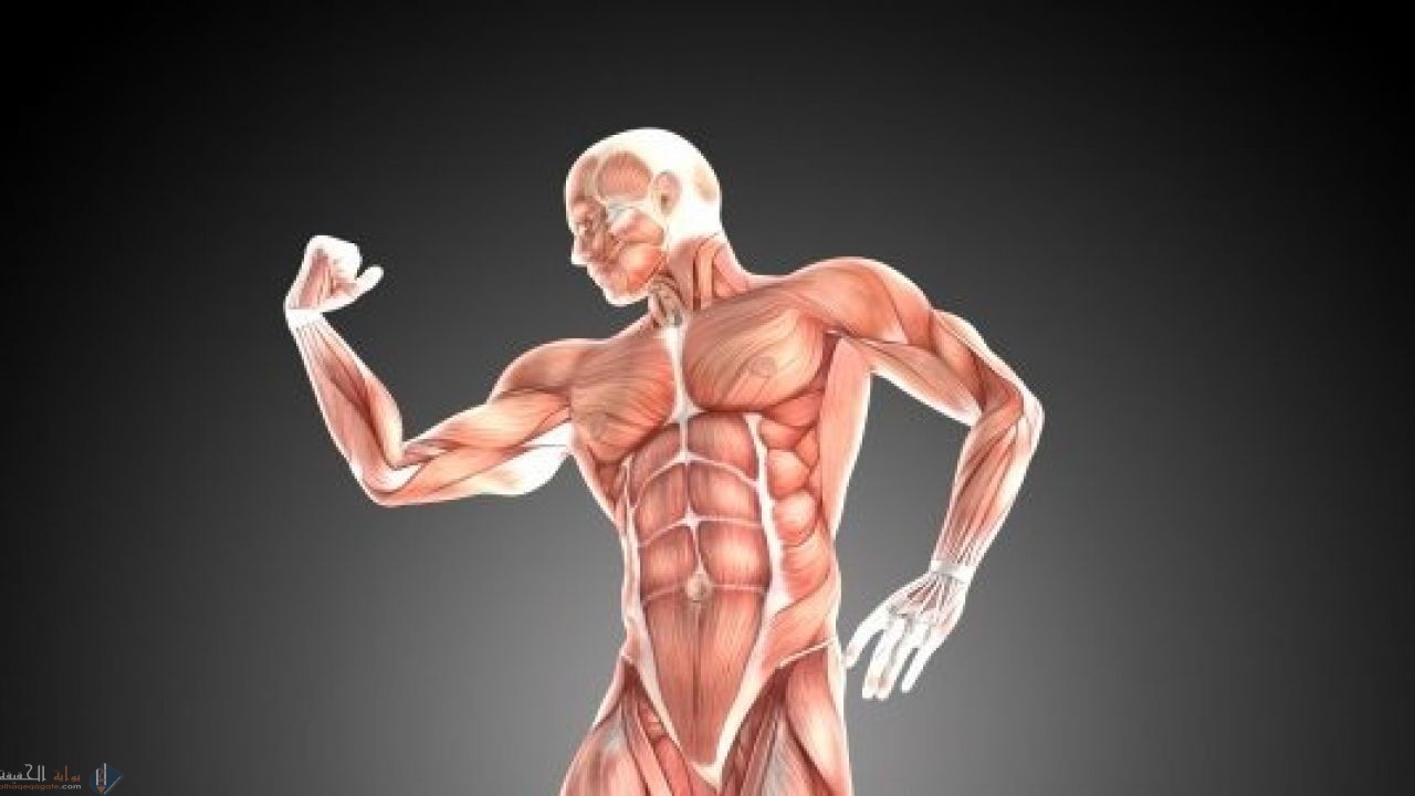 كيف يزداد حجم العضلات ثاني متوسط