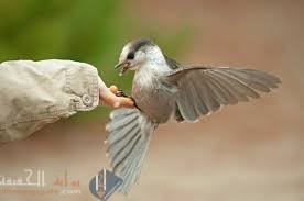 الرحمة