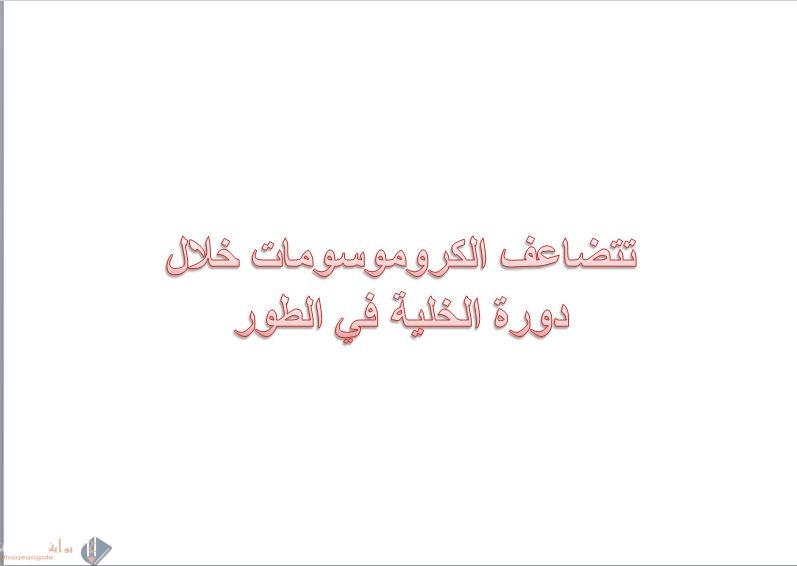 تتضاعف الكروموسومات خلال دورة الخلية في الطور