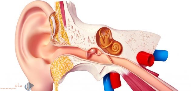 أي الأجزاء التالية جزء من الأذن الداخلية ؟
