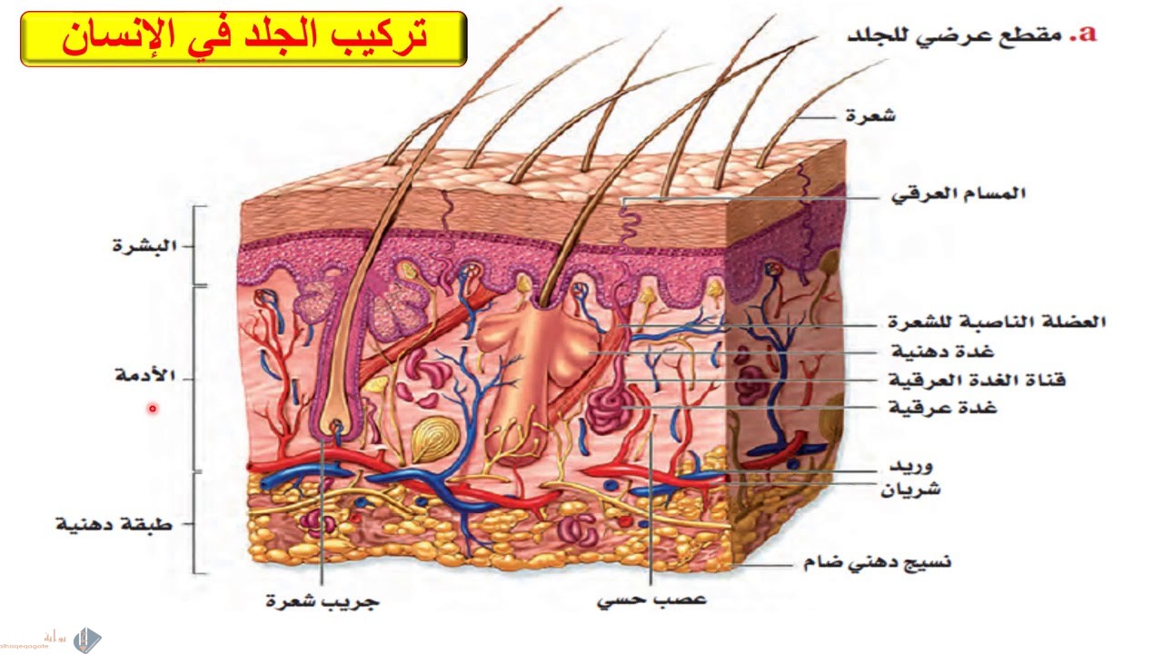 قارن بين البشرة والأدمة