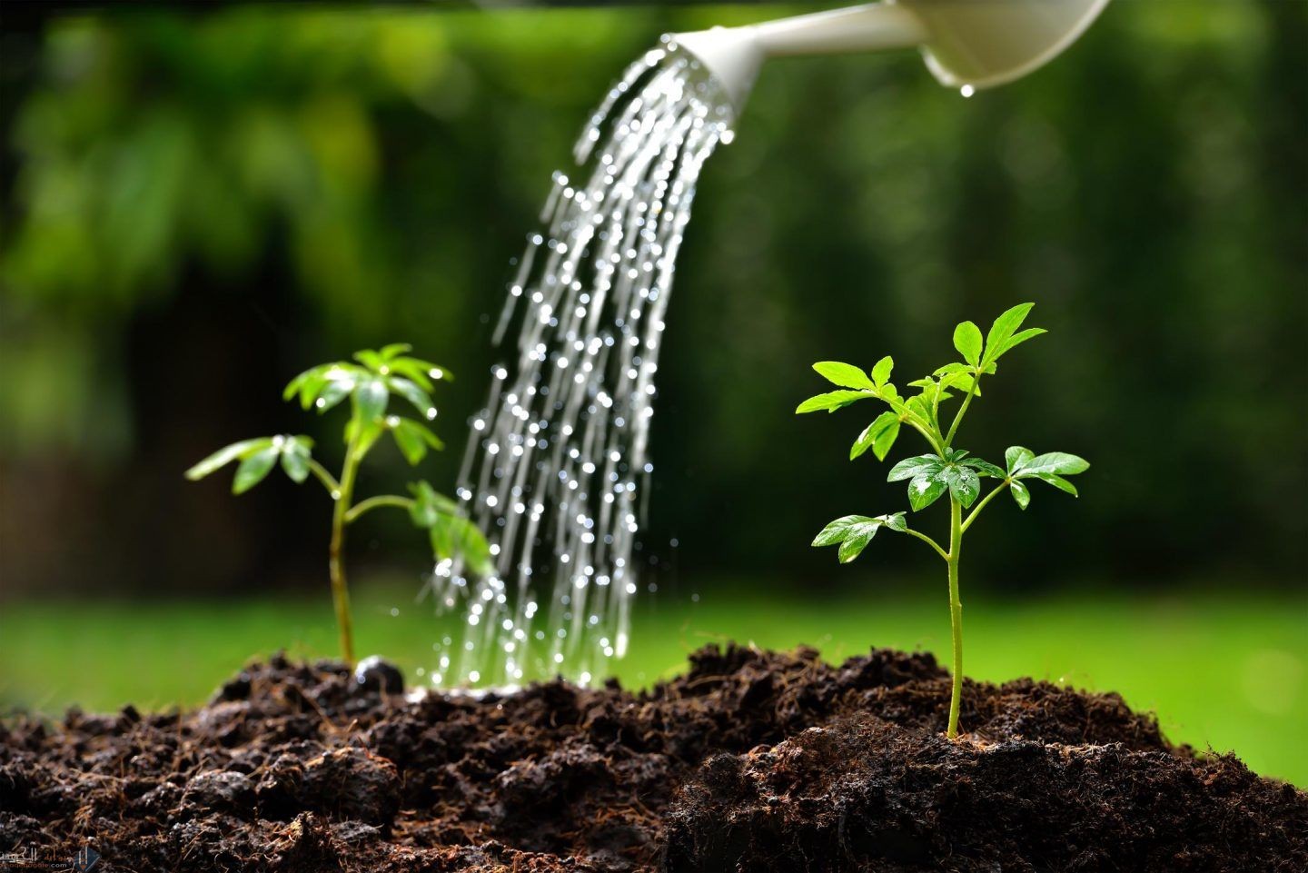 قارن بين خصائص النباتات المغطاة البذور والمعراة البذور