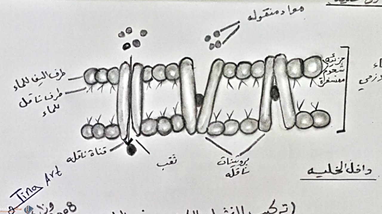 كيف يتحكم الغشاء البلازمي في مرور المواد