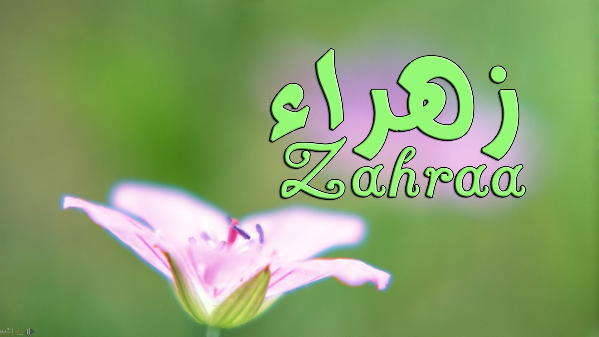 ما معنى اسم زهراء