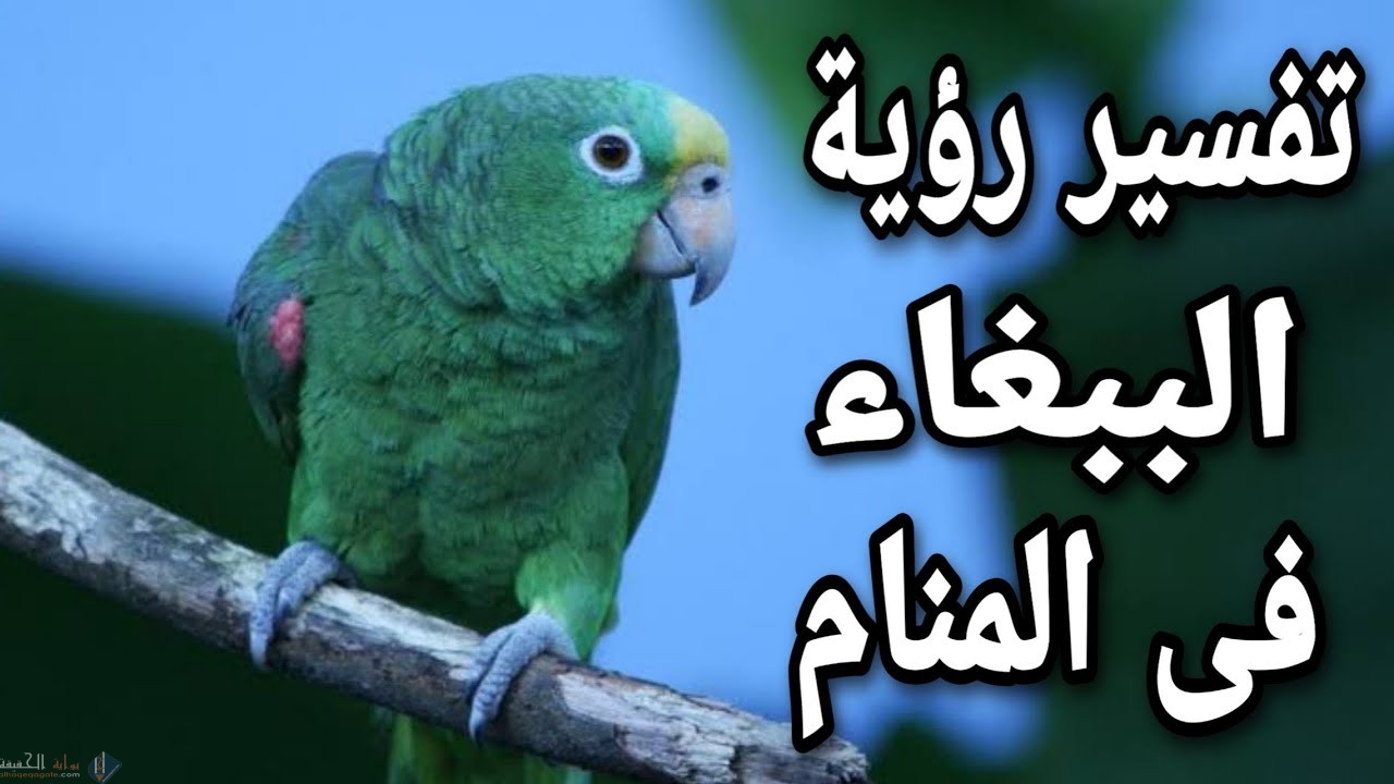 تفسير حلم عضة الببغاء