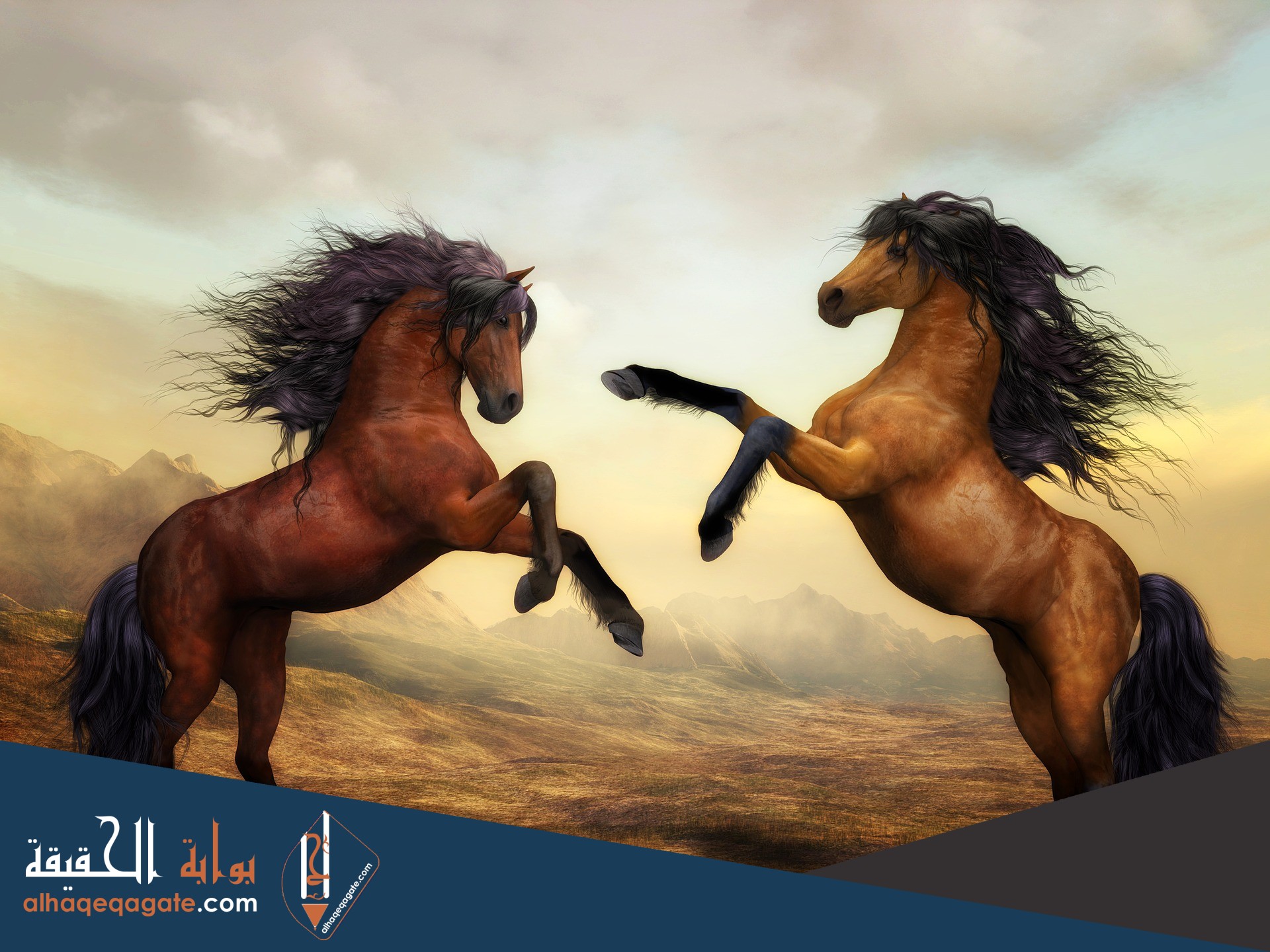 اجمل صور للخيول العربية