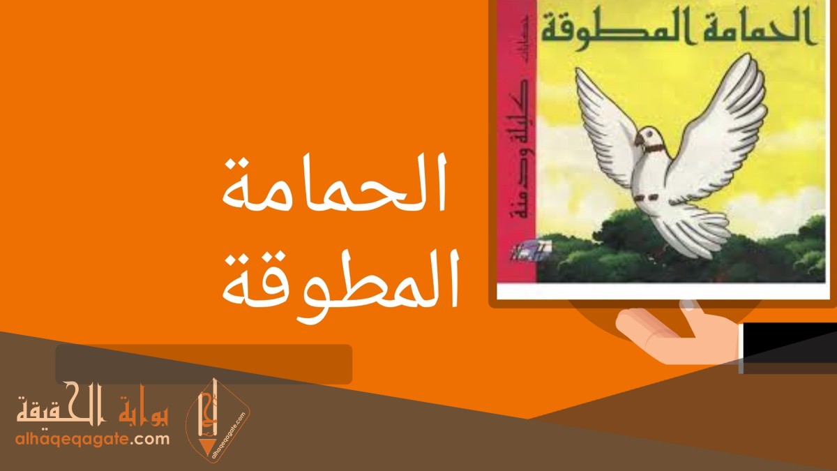 ما معنى كلمة المطوقة ؟