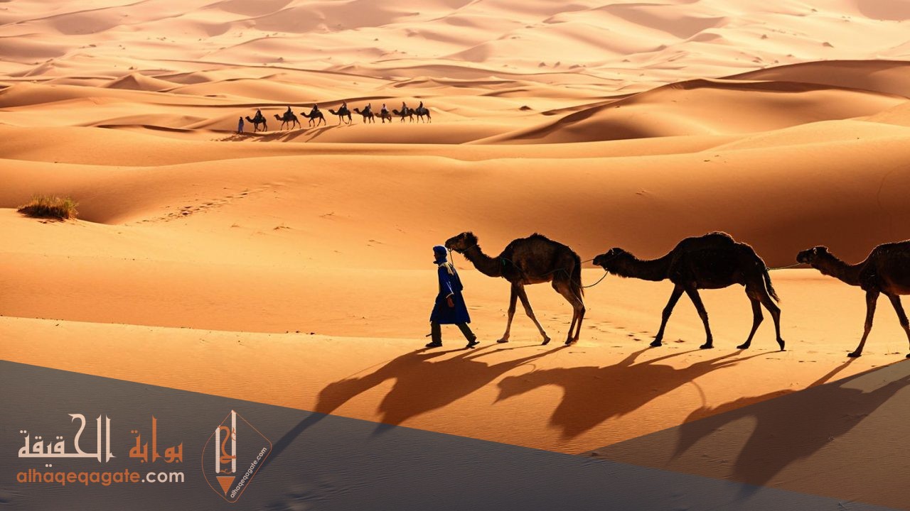 النفيعي وش يرجع