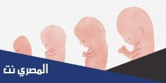 مراحل الحمل والولادة