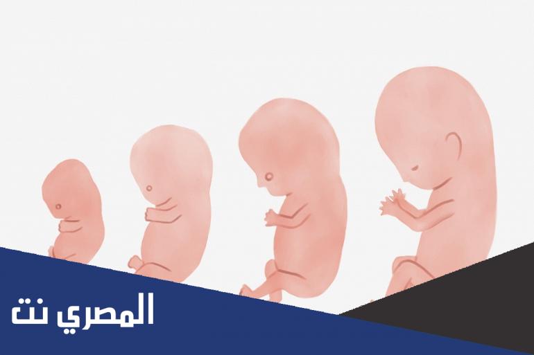 مراحل الحمل والولادة