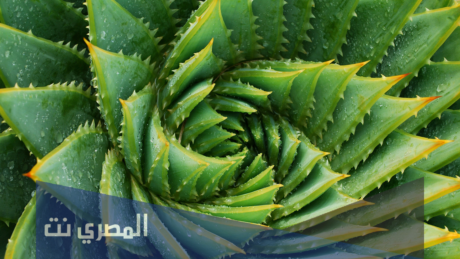 فوائد نبات الألوفيرا 2021
