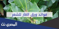 ورق الغار لتكثيف الشعر الخفيف