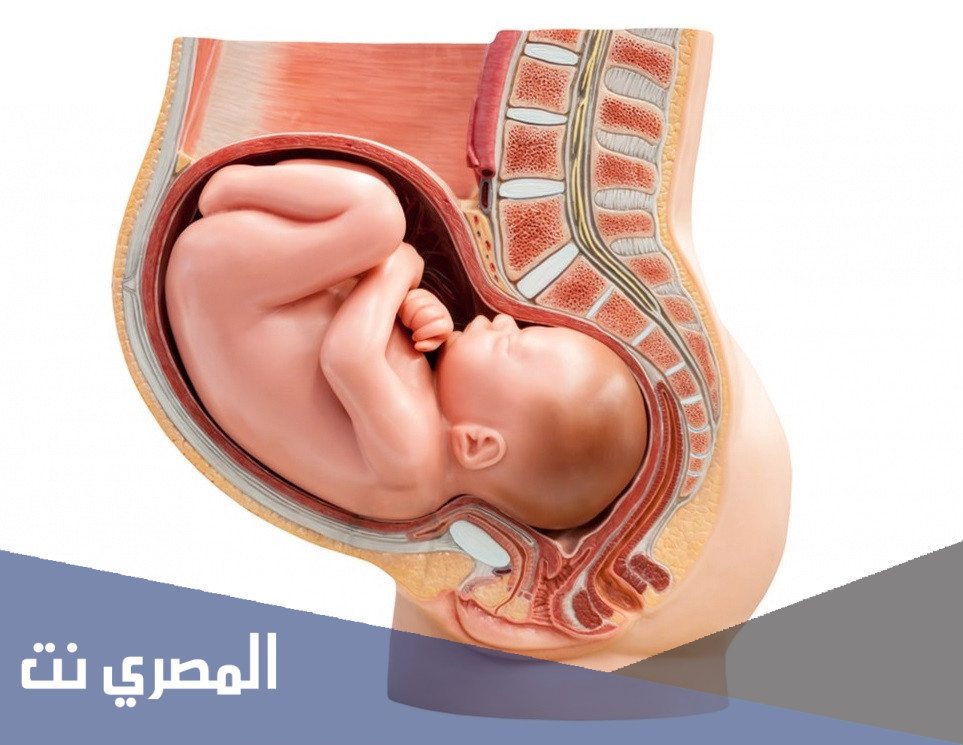 وضعية الجنين في الرحم