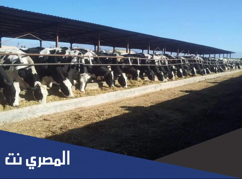 10 معلومات عن أكبر مزرعة أبقار في العالم