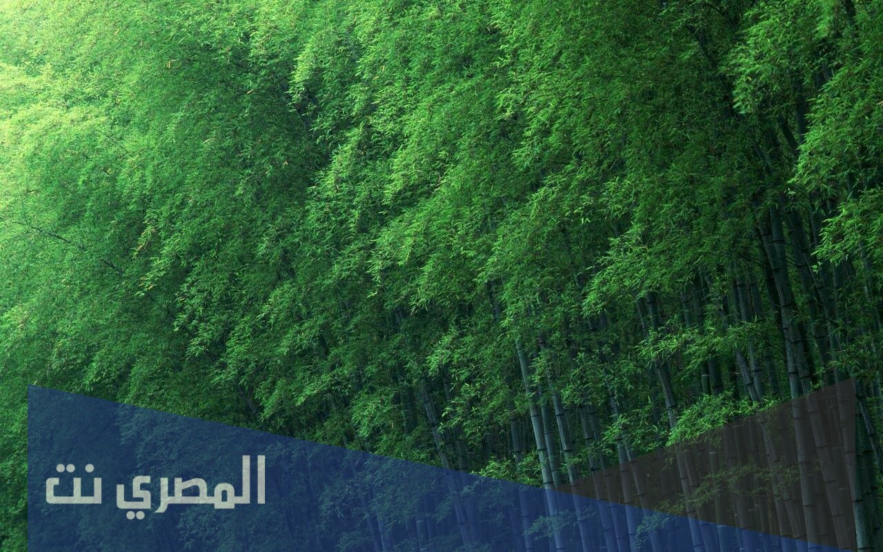 أهمية الخيزران للاعتناء بنفسك