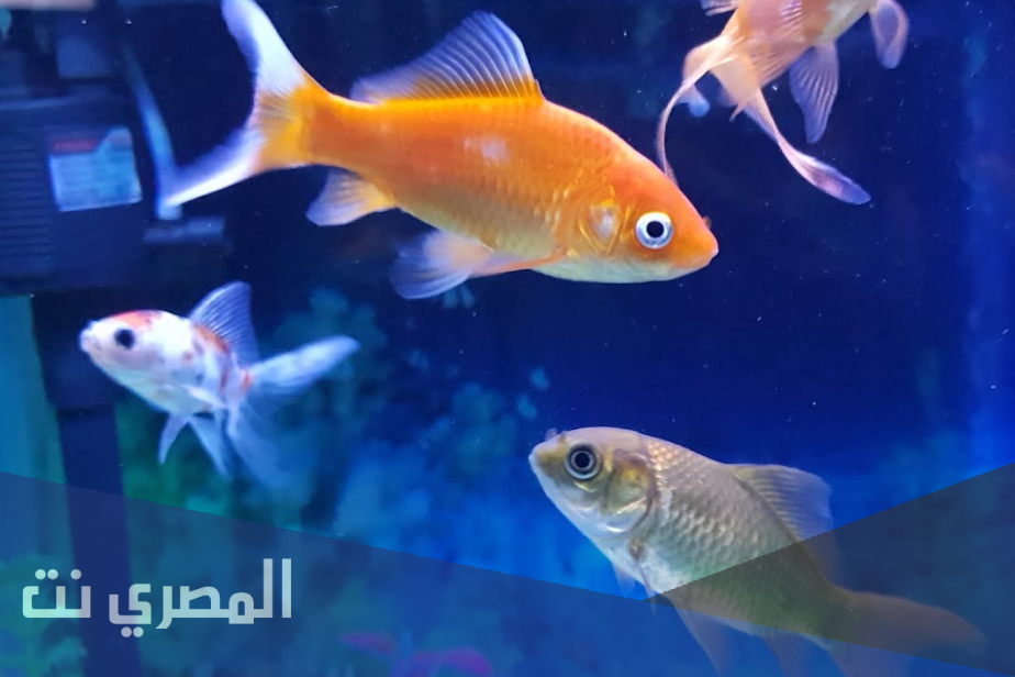 قصص ما قبل النوم للاطفال جديدة : السمكة الصغيرة