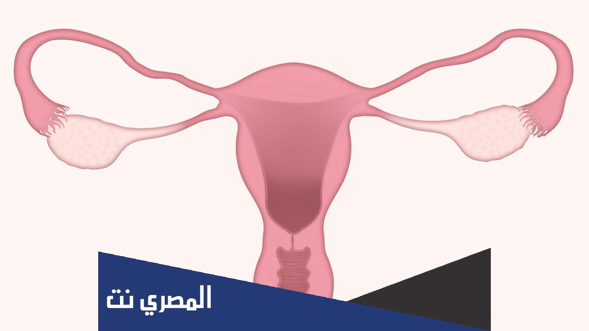 ما هو الرحم ومكوناته