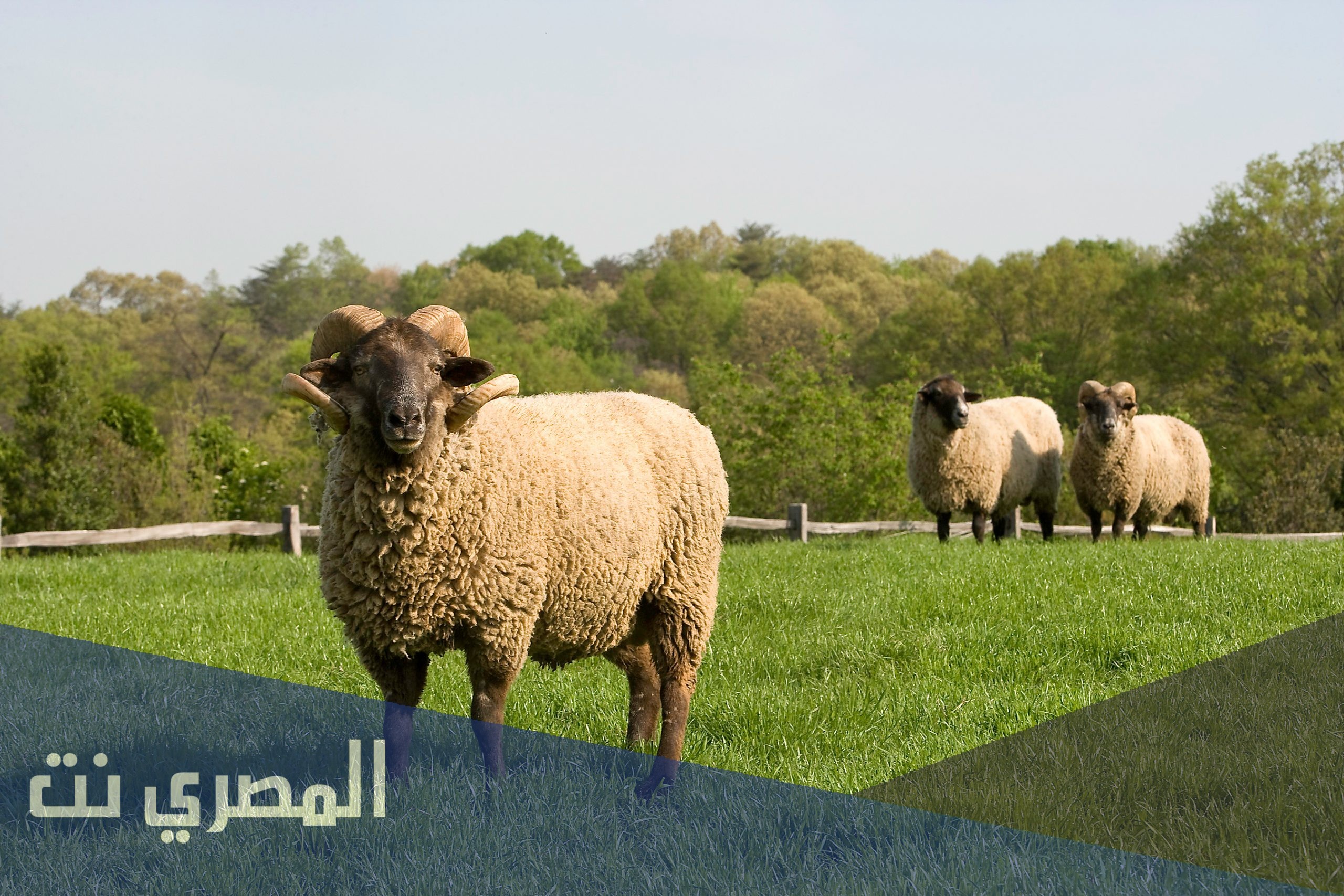 هل يجوز الجمع بين الاضحية والعقيقة ؟