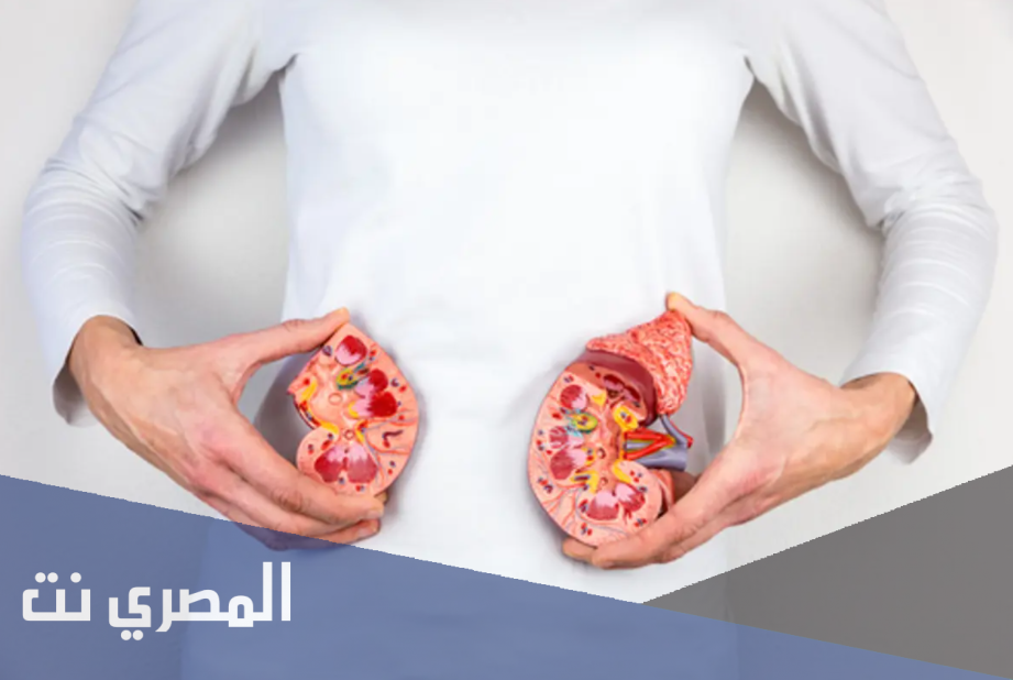 أطعمة تحفز عمل الكليتين بشكل سليم