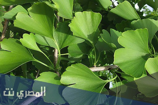 أوراق الجنكة لتقوية الذاكرة