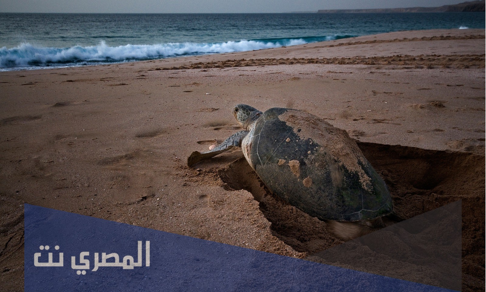 اين تقع محمية السلاحف في عمان