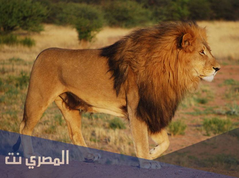 تفسير حلم الاسد في المنام لابن سيرين