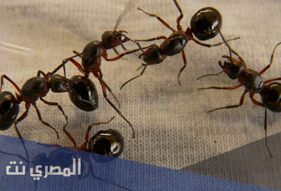 تفسير حلم النمل الاسود لابن باز
