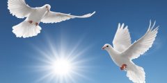 حكم قصيرة ومفيدة عن السلام بين الأوطان معبرة