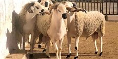 دعاء ذبح أضحية العيد وسنن الذبح من السنة النبوية الشريفة