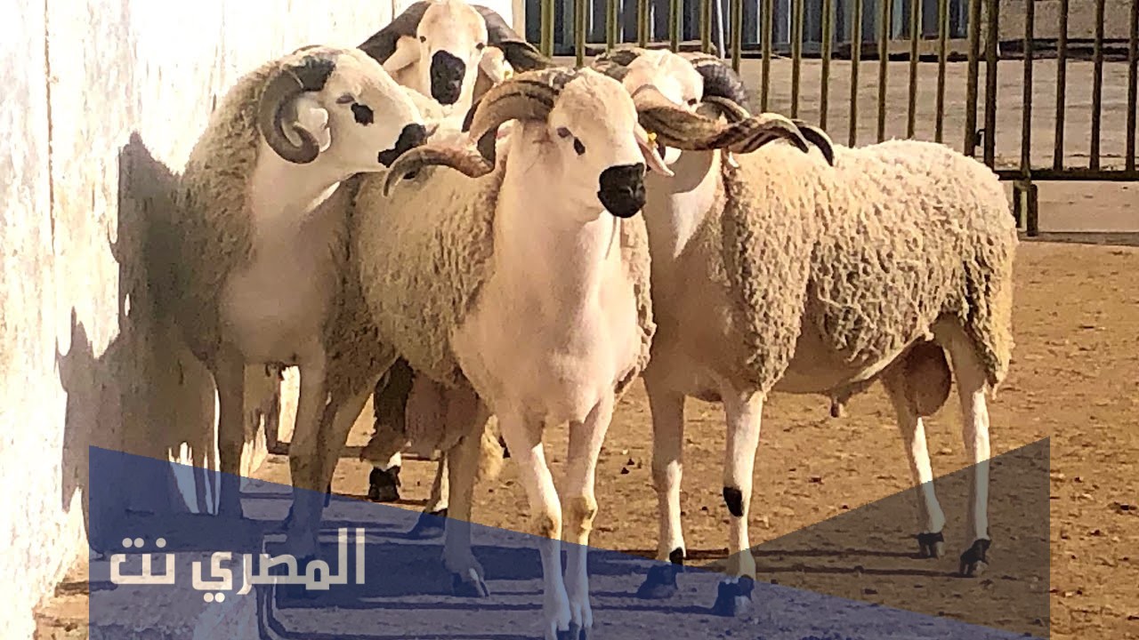 دعاء ذبح أضحية العيد وسنن الذبح من السنة النبوية الشريفة