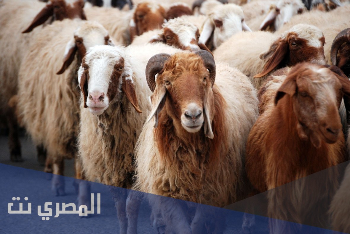 دعاء ذبح أضحية العيد وسنن الذبح من السنة النبوية الشريفة