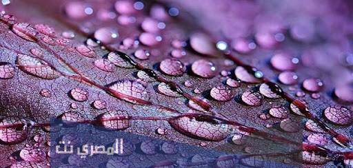 رؤية المطر في المنام للمهموم تفسير ابن سيرين