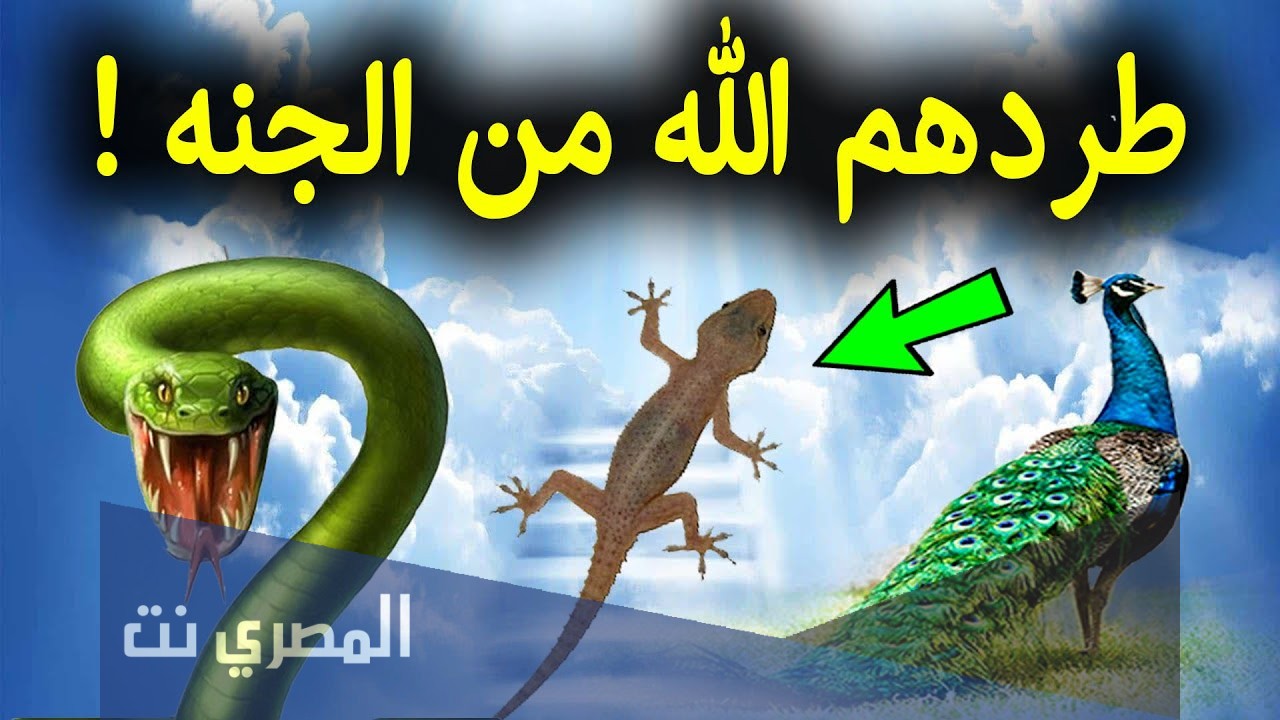 سبب طرد الطاووس والثعبان من الجنة