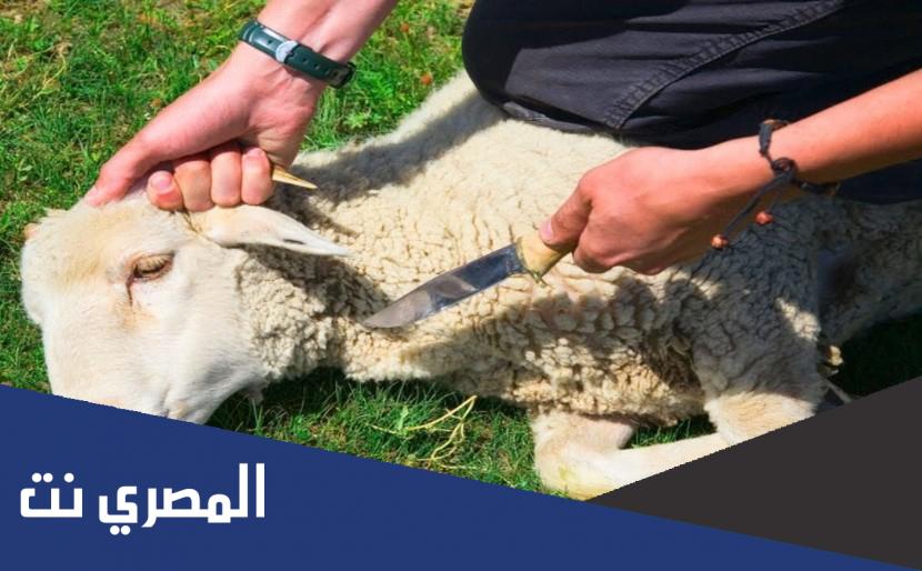 شرح كيف تذبح الأضحية
