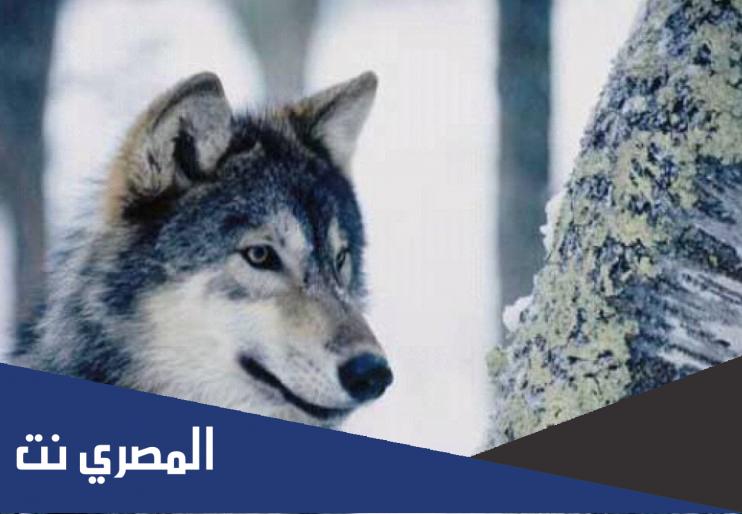 صفات الذئب الجسدية